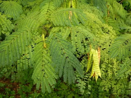 Plantación en alineación de Acacia de Constantinopla para el Ayuntamiento de Chipiona Plantium